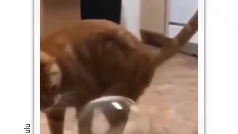 I dont like this boss