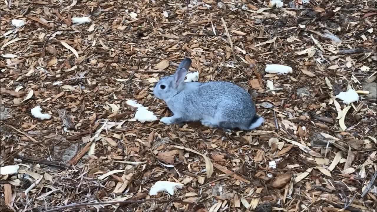 Grey Rabbit