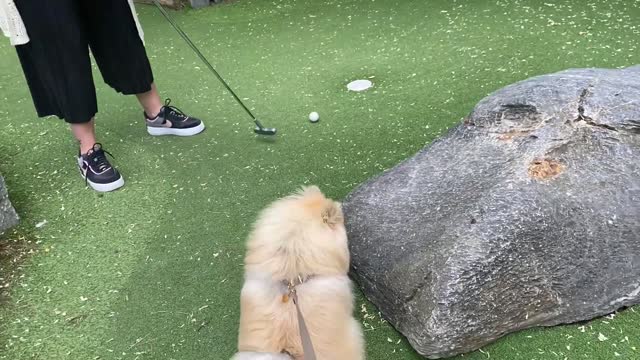 POMERANIAN PUPPY PLAYS MINI GOLF...😄 (FUNNY)!