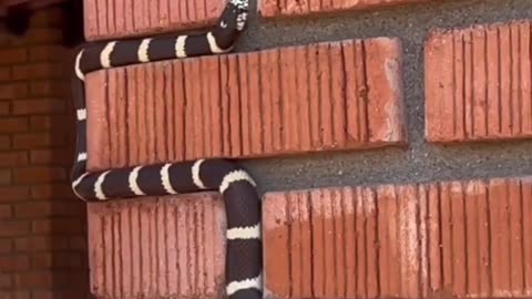 Beautiful Cali king snake #shorts #shortvideo #video #virals #videoviral