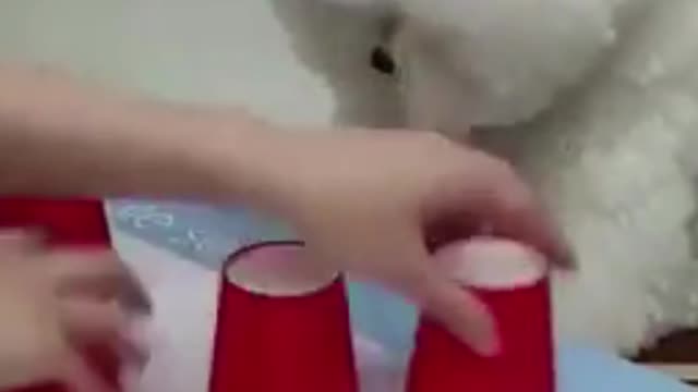 this littel pupper always picks the right cup!