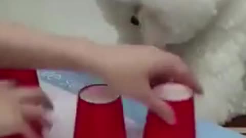 this littel pupper always picks the right cup!