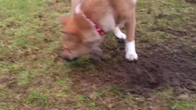 ”Brother, come on, there's a treasure here“