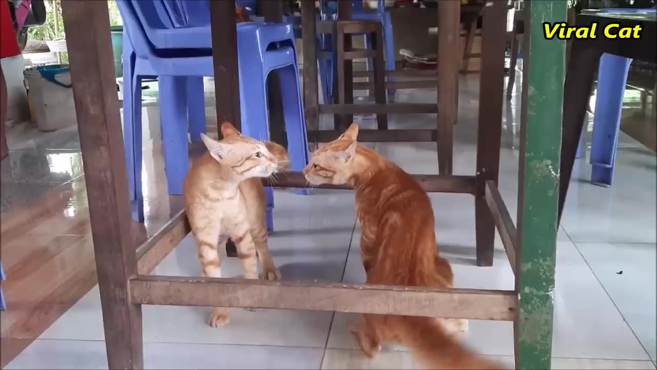 Cats Fighting and Meowing - These Two are Bloody Brothers _ Viral Cat