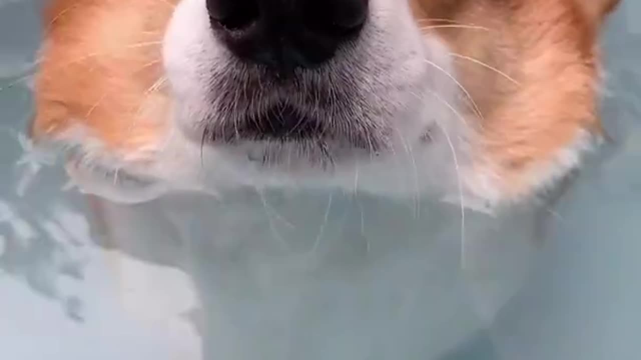 Cute pets funny compilations