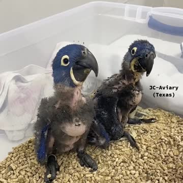 Parrot chick ... amazing