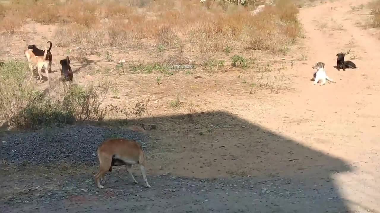 Stray dogs separating two locked dogs on the street