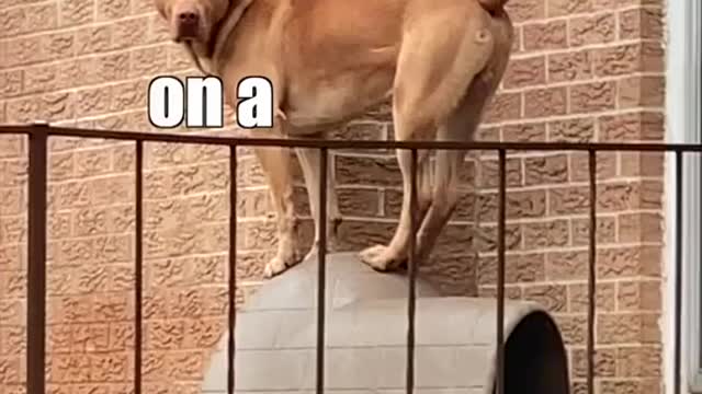 What the hell are you looking at?