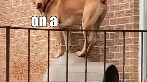 What the hell are you looking at?