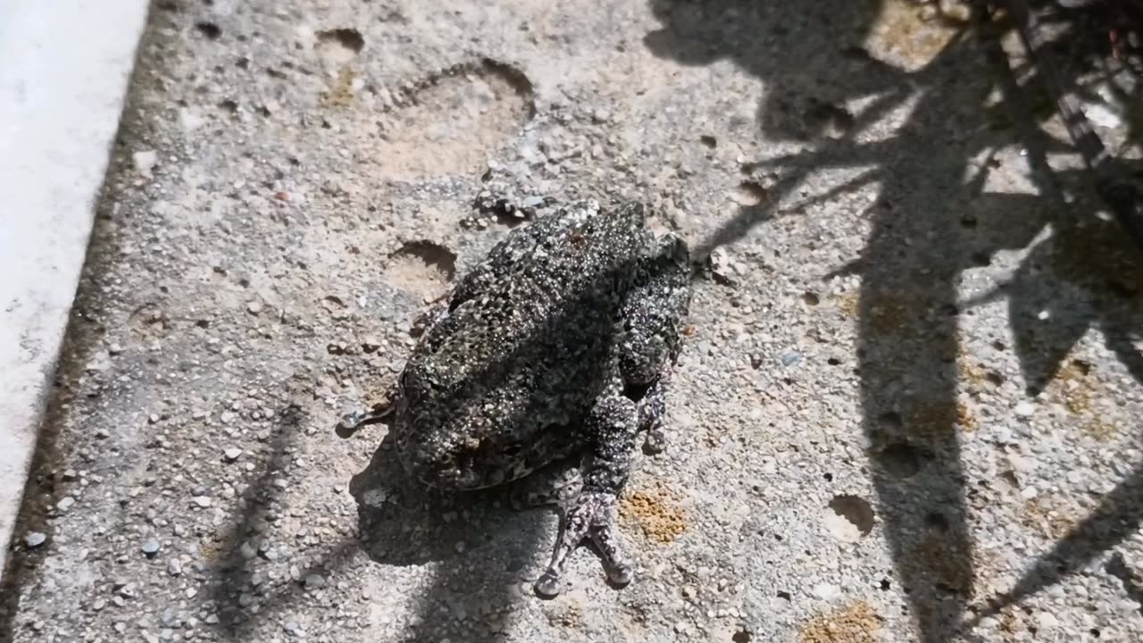 Gray Treefrog