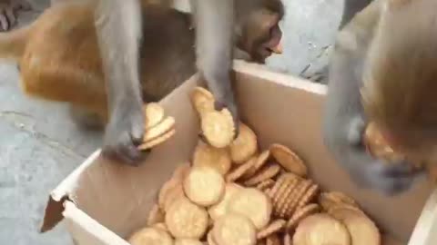 Funny monkey