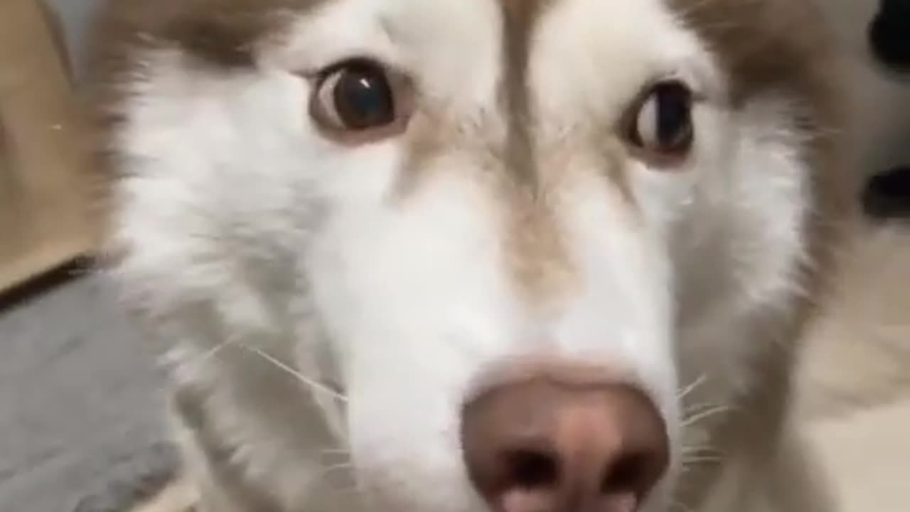 Cute husky dog funny video