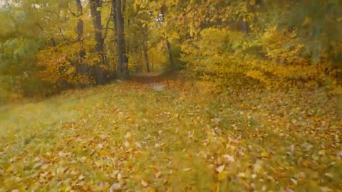 Enchanting Autumn Forests with Beautiful Piano Music