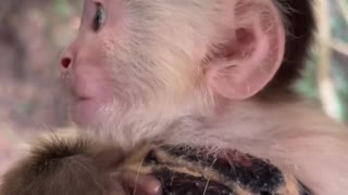 the cutest little monkey on the internet