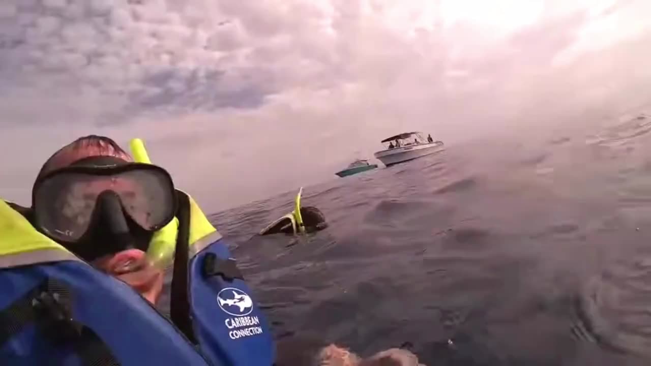 Swimming with Whale Sharks near Cancun 2023.