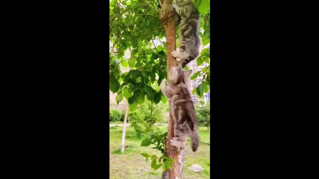 Funny cat videos 😹 funny cats video cute cat 😻