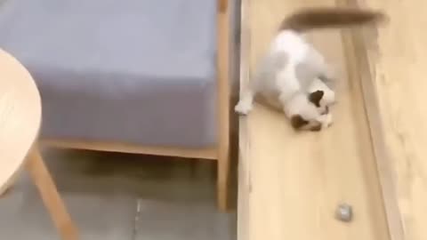 funny cat