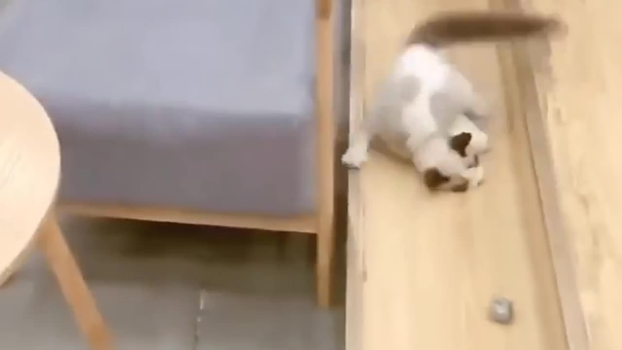 funny cat