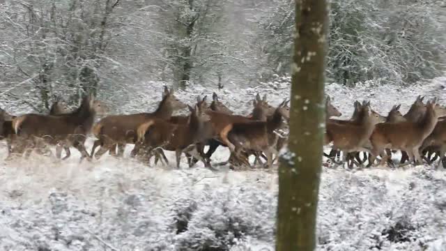Snow is time to think