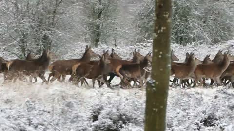 Snow is time to think