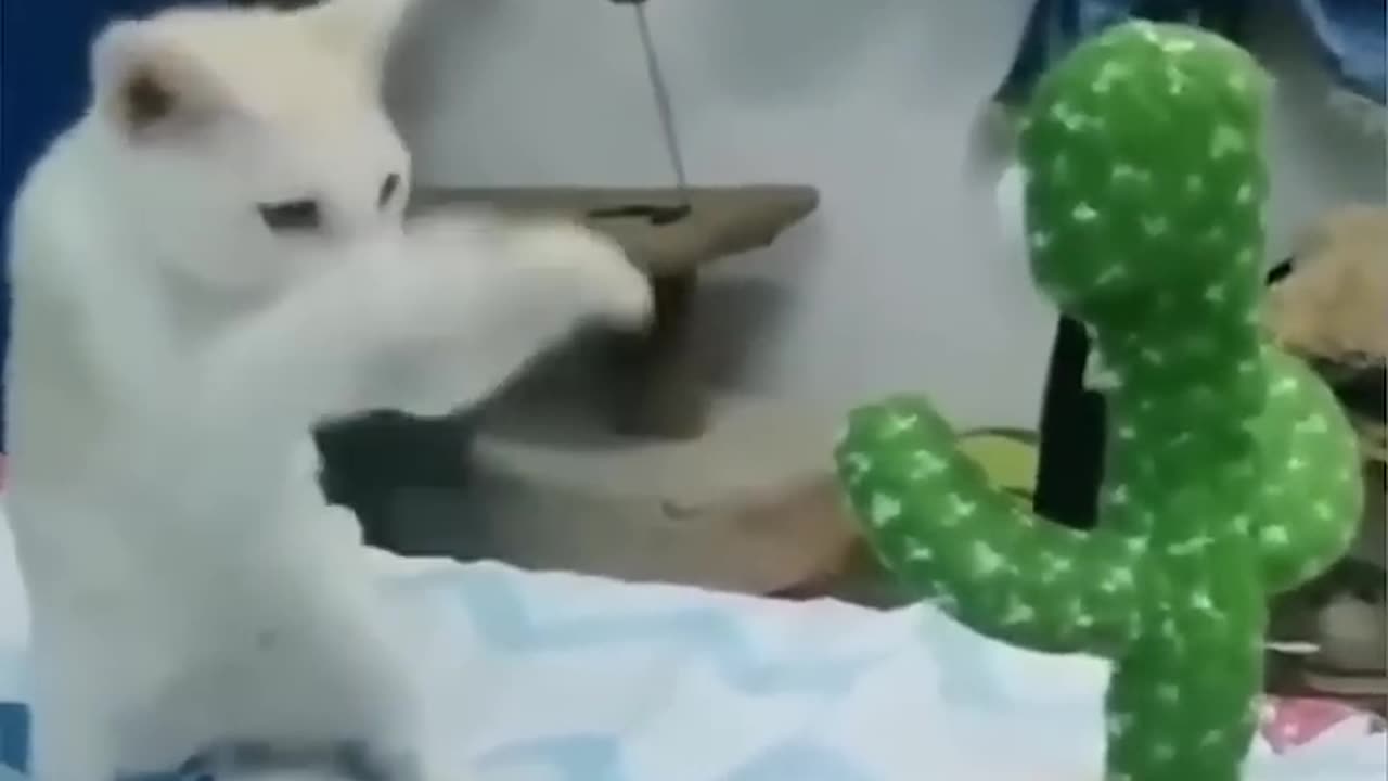 Top funny animals funny pet