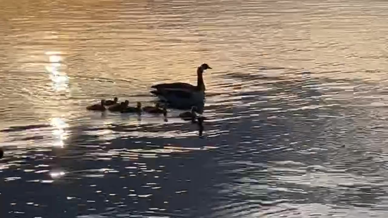 Lake View Sunset