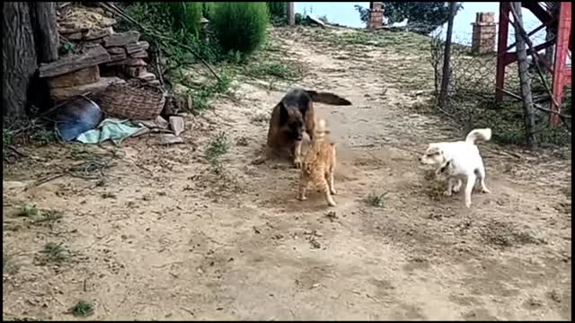 Cat owner thought his cat is lion