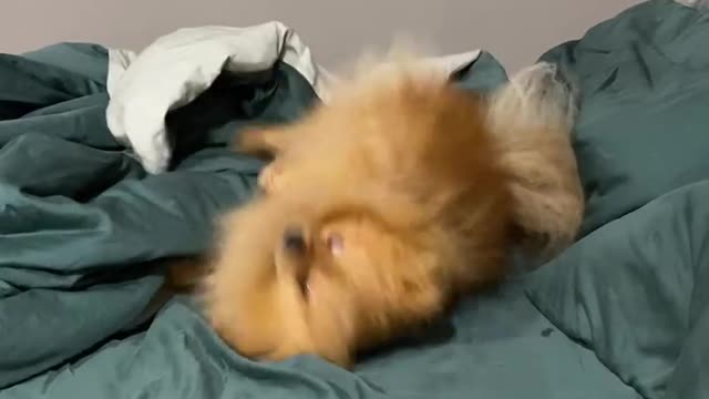 Attempting to rip the blanket is an adorable dog