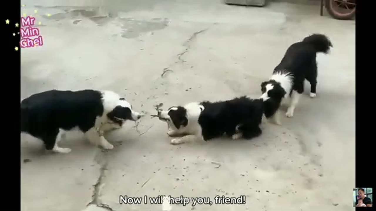 Dog and cat funny clips