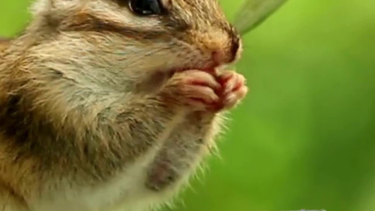 cute animal video | squirrel short video