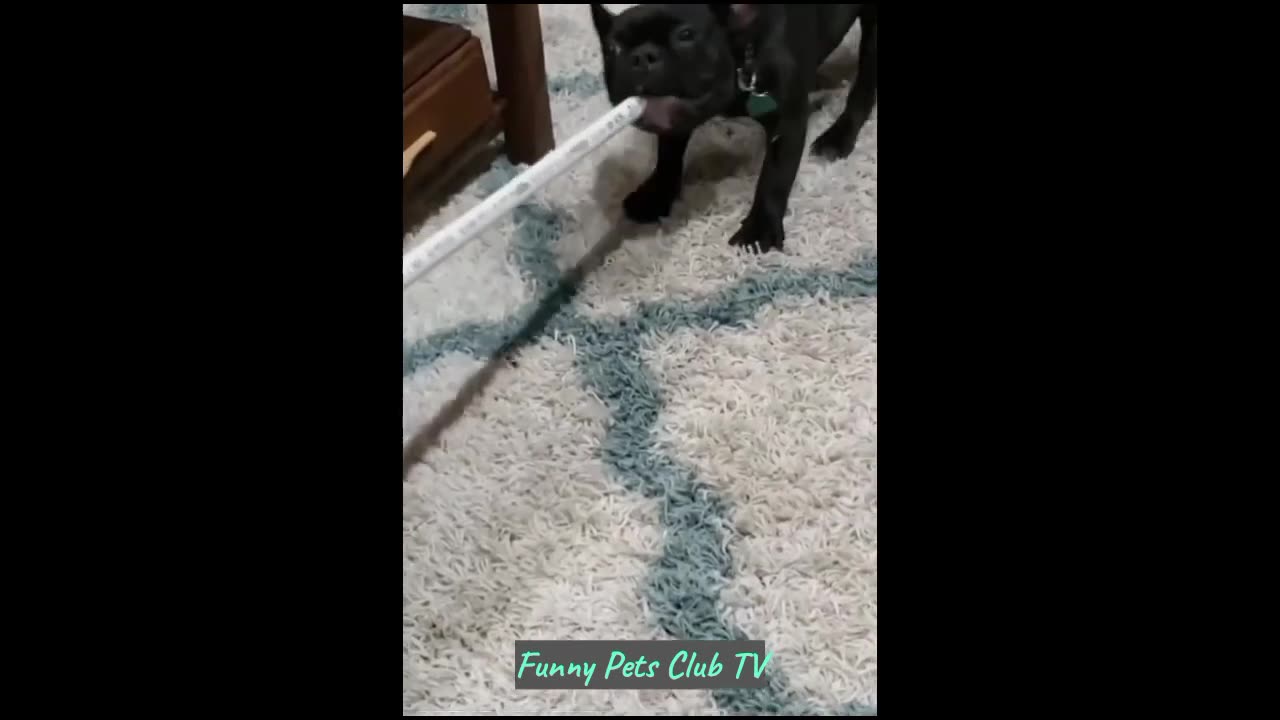 Funny Animal Videos 🤣 Funniest Cats and Dogs Videos 2024 😁 #92