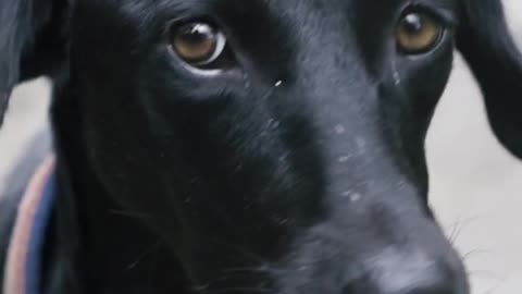 Fixing the stray dog problem!