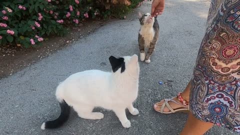 While the cat was eating, a jealous cat slapped its head