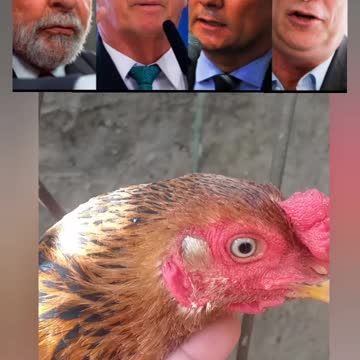Se você gosta de políticos NÃO ASSISTA! Galinha do olho azul. Seu deslike não faz diferença🤣SE DANE