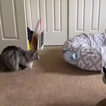 Funny Animals Shorts Cat like Wednesday Addams 😂 Cats Dogs Pets laugh viral video