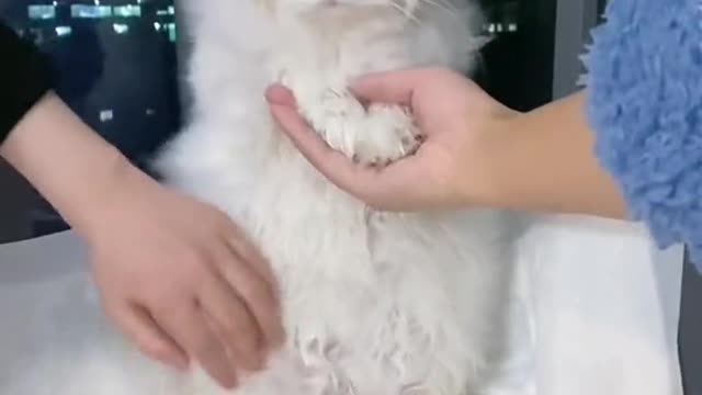 Why! That fellow has a bigger piece of meat!' The dog got