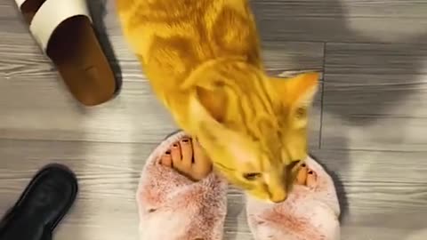 Funny Cats Video Ever 2023 😂 PART 3