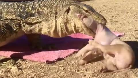 Very Dangerous Comodo Dragon | Animals Video