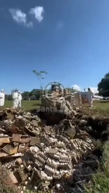 Destroying hundreds of thousands of eggs allegedly due to the bird flu