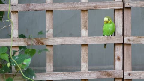 Bird Budgie Pet Parrot Budgerigar Small Animal