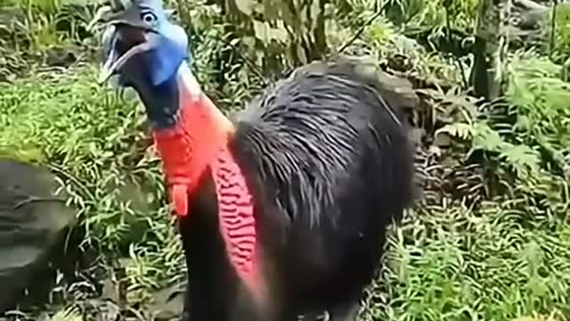 The Turkey