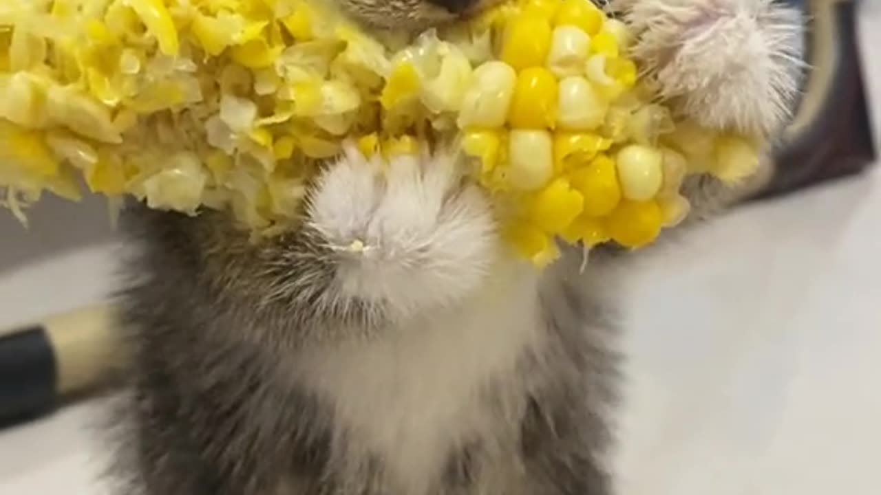 "Satisfying Kitty ASMR: Tranquil Mealtime Bliss"