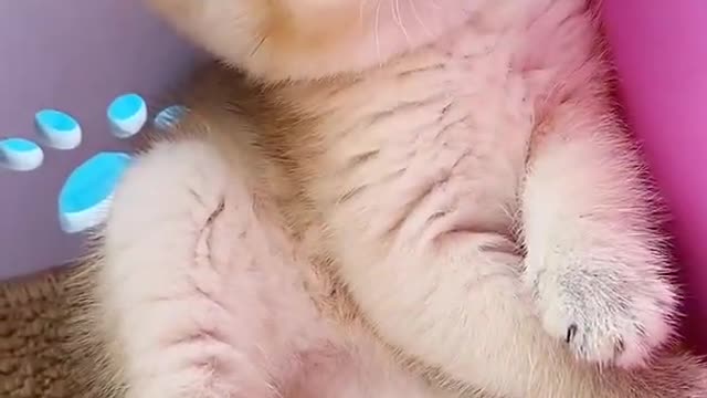 OMG So Cute Cats ♥ Best Funny Cat ❤️🐈Videos 2021 #shorts