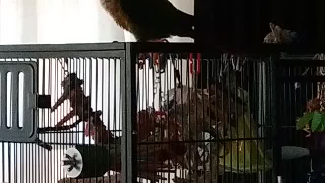 Parrot Dancing to Tom MacDonald's End of the World