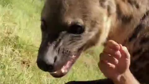 Dean Schneider, a wildlife fan, became friends with a hyena.