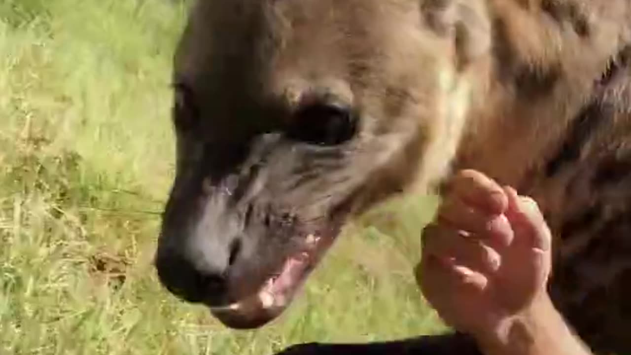 Dean Schneider, a wildlife fan, became friends with a hyena.