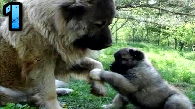 Top 10 Biggest Guard Dogs In The World