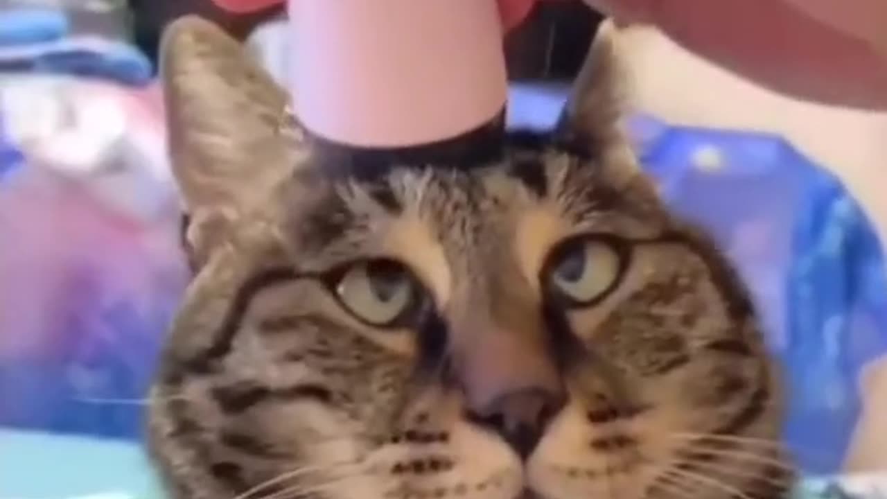 Funny Cat | fun with Pet