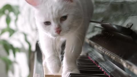 Cute Cat Playing Piano