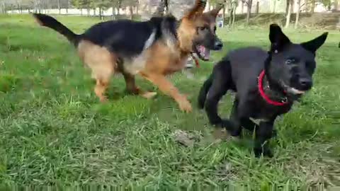 Funny dog Videos-Mirashow Funny Puppy Games.